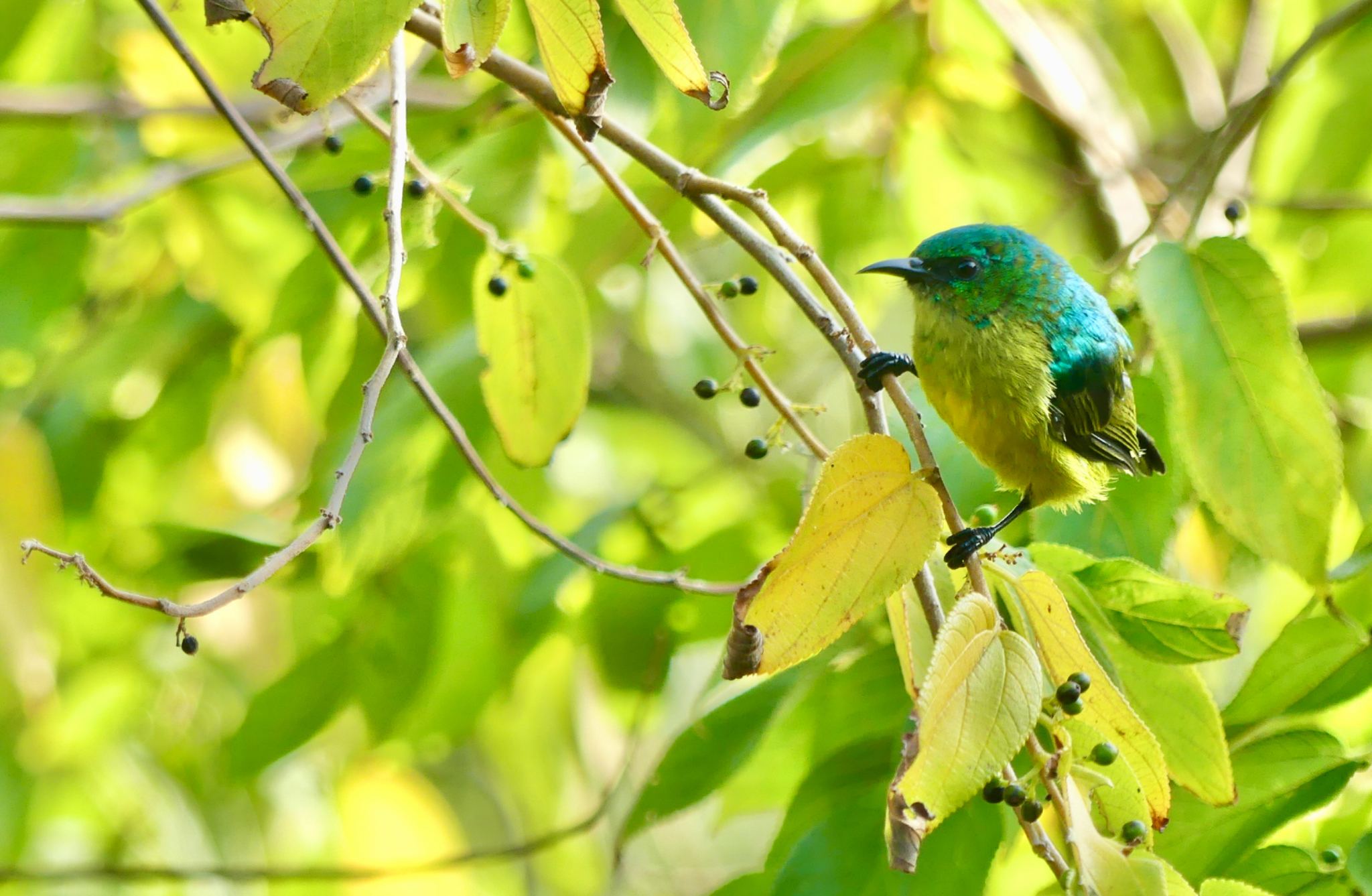 Collared Sunbird